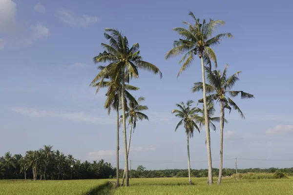 Sungai Mati Muar Johor稻田的椰子树 — 图库照片