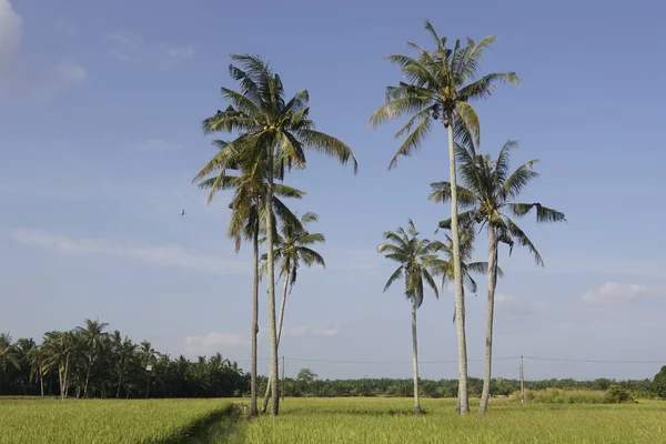 Kokosnötsträd Vid Paddyfältet Vid Sungai Mati Muar Johor — Stockfoto