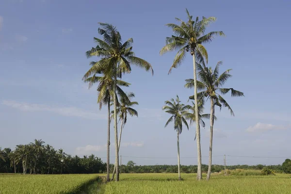 Kokosnötsträd Vid Paddyfältet Vid Sungai Mati Muar Johor — Stockfoto