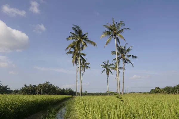 Kokosnötsträd Vid Paddyfältet Vid Sungai Mati Muar Johor — Stockfoto