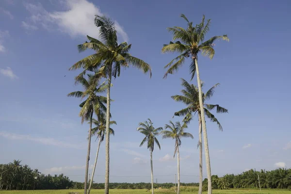 Kokosbomen Het Rijstveld Bij Sungai Mati Muar Johor — Stockfoto