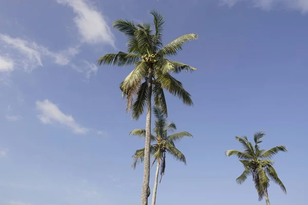 Coqueiros Campo Arrozais Sungai Mati Muar Johor — Fotografia de Stock