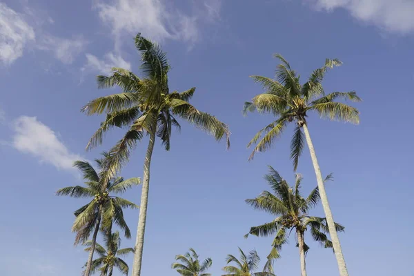 Kokosbomen Het Rijstveld Bij Sungai Mati Muar Johor — Stockfoto