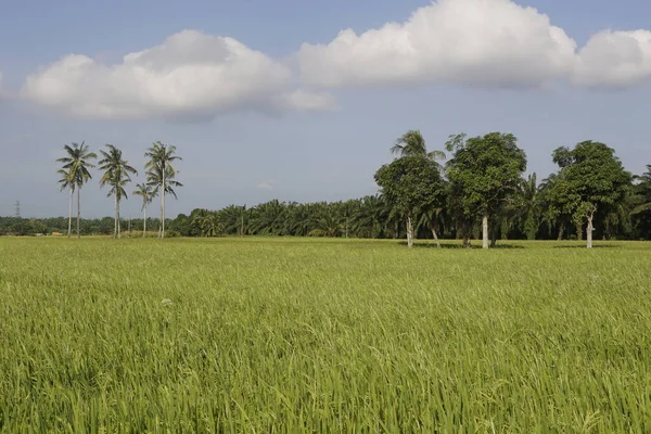 Nahaufnahme Von Reispflanzen — Stockfoto