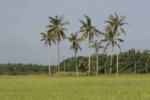 Coconut Trees Paddy Field Sungai Mati Muar Johor — Stock Photo, Image