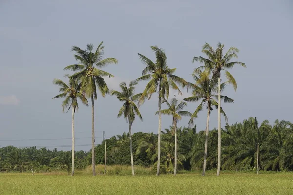 Drzewa Kokosowe Polu Ryżowym Sungai Mati Muar Johor — Zdjęcie stockowe