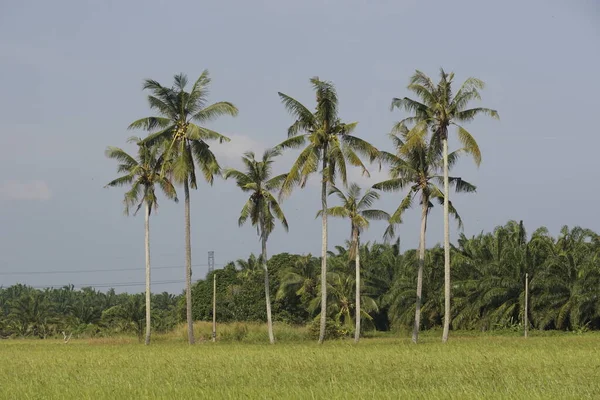 Kokosnötsträd Vid Paddyfältet Vid Sungai Mati Muar Johor — Stockfoto