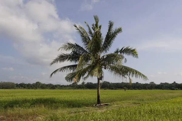 Kokospalmen Auf Dem Reisfeld Von Sungai Mati Muar Johor — Stockfoto