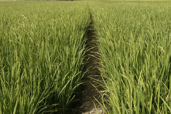 Close Plantas Paddy — Fotografia de Stock