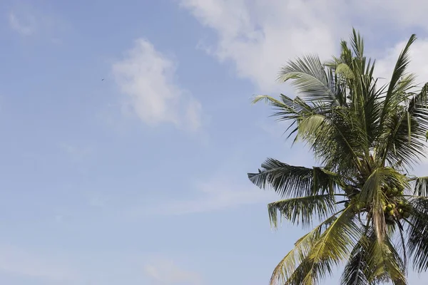 Cocoteros Arrozal Sungai Mati Muar Johor — Foto de Stock