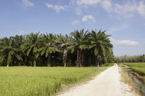 蓝天之上稻田里的棕榈树 — 图库照片