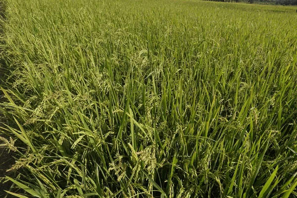 Primer Plano Las Plantas Arroz —  Fotos de Stock