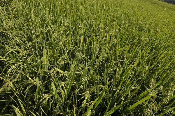 稻谷植物的密闭 — 图库照片