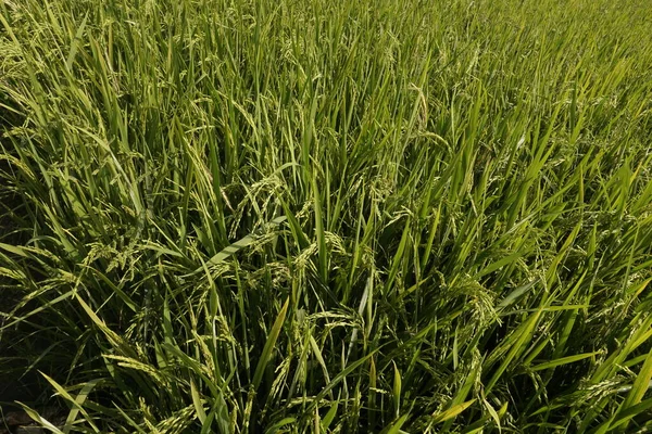 Nahaufnahme Von Reispflanzen — Stockfoto