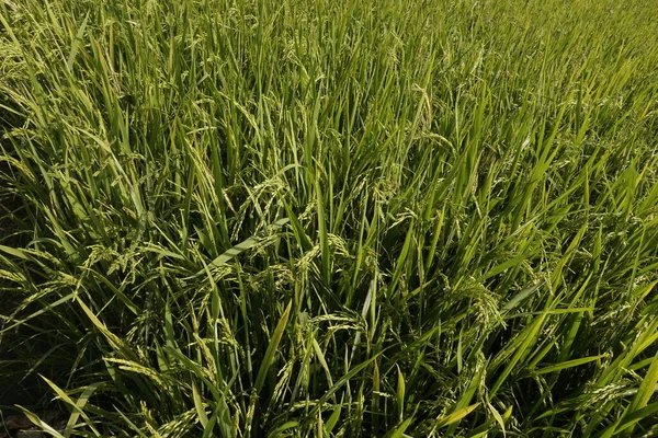 Primer Plano Las Plantas Arroz — Foto de Stock