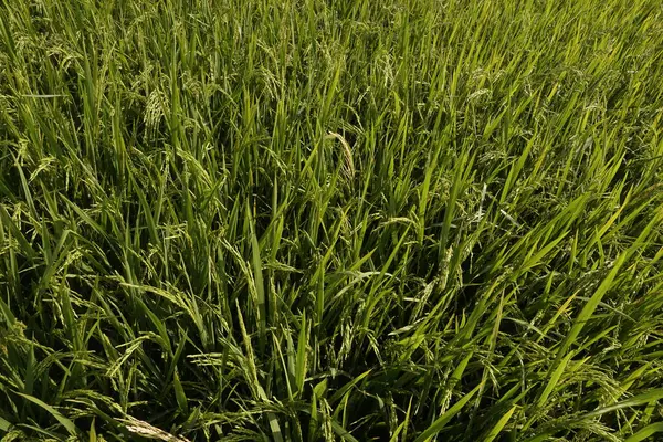 Close Plantas Paddy — Fotografia de Stock