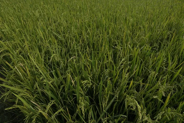 Close Plantas Paddy — Fotografia de Stock