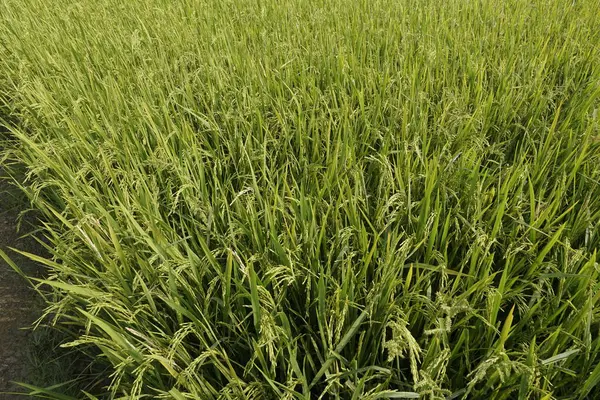 Close Plantas Paddy — Fotografia de Stock