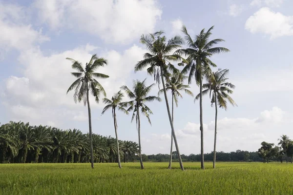 Cocoteros Arrozal Situado Sungai Mati Muar Johor Malasia —  Fotos de Stock