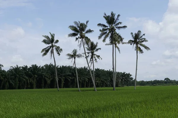 Kokospalmer Vid Paddyfältet — Stockfoto