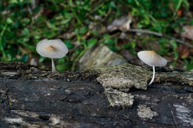 Ölü ağaçtaki mantarlar.