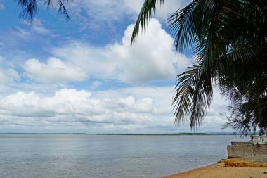 Senggarang, Johor, Malezya 'daki Sungai Lurus plajında izole edilmiş bir ağaç.