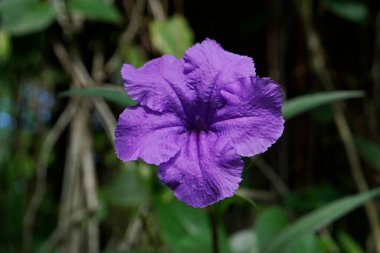 Bahçedeki mor çiçek