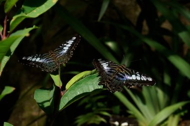 Yaprağın üzerinde siyah beyaz kelebek
