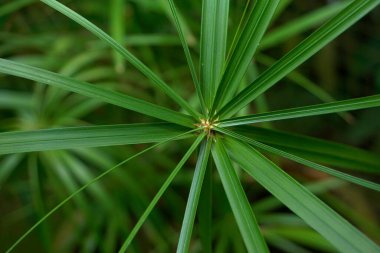 Yeşil yaprakları kapat