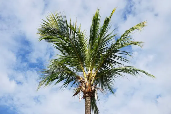 Primer Plano Árbol Coco Sobre Cielo —  Fotos de Stock