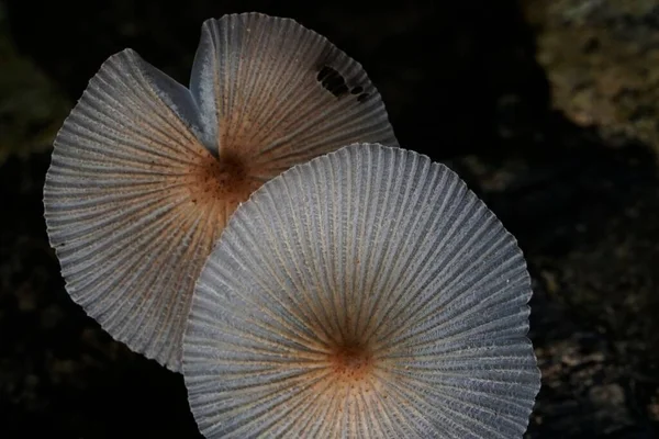 Champignons Poussant Sur Écorce Des Arbres Plan Rapproché — Photo