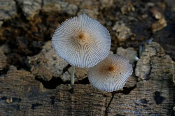 Champignons Poussant Sur Écorce Des Arbres Plan Rapproché — Photo