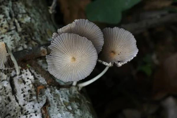 Cogumelos Que Crescem Casca Árvore Tiro Perto — Fotografia de Stock