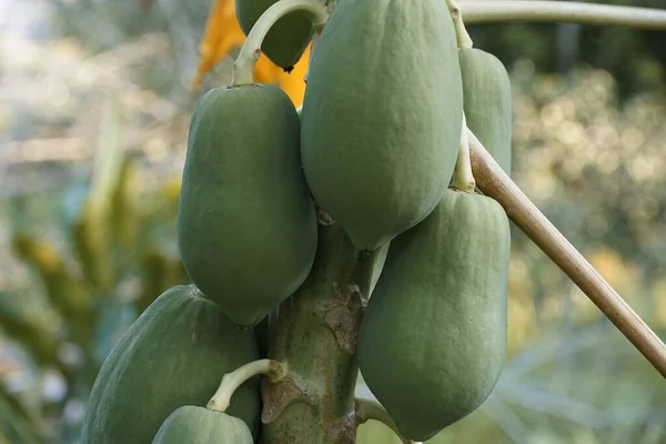 Primer Plano Papaya Verde Árbol — Foto de Stock