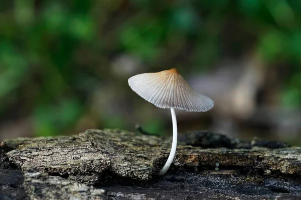 Funghi Sul Legno Morto — Foto Stock