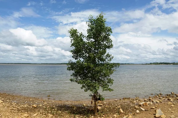 Albero Isolato Presso Spiaggia Sungai Lurus Situata Senggarang Johor Malesia — Foto Stock