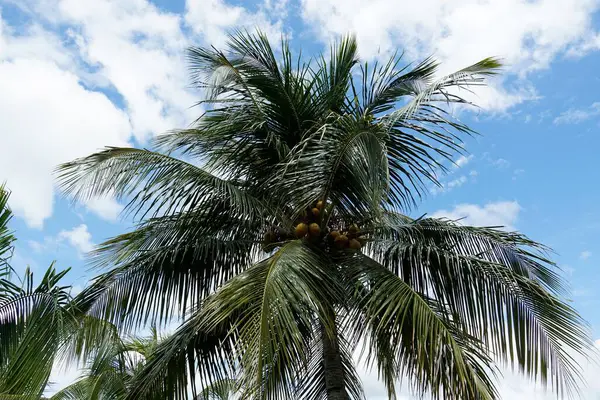 Coqueiro Palmeira Contra Céu Azul Nublado — Fotografia de Stock