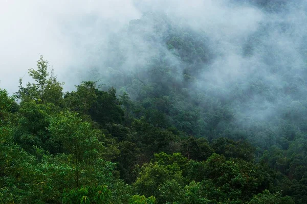 Tropenwald Nebligen Moment — Stockfoto