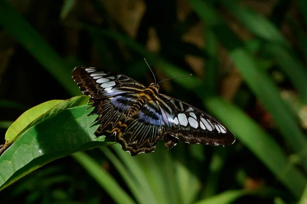 叶子上的黑白蝴蝶 — 图库照片
