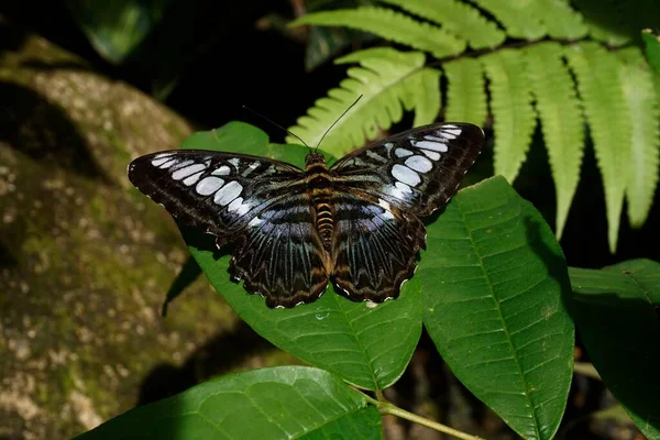 Чорно Білий Метелик Листі — стокове фото