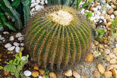 Bahçedeki kaktüs bitkisi