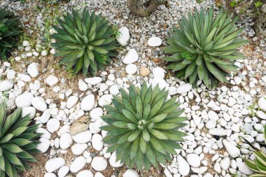 Bahçedeki kaktüs bitkisi