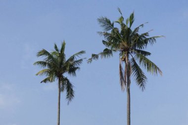 Hindistan cevizi palmiyeleri mavi gökyüzünde