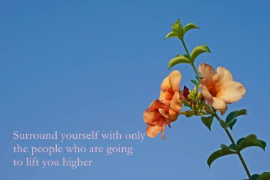 şeftali allamanda çiçekleri mavi gökyüzüne karşı