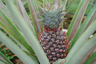 Ağaçtaki genç ananasa yaklaş.