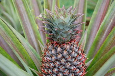 Ağaçtaki genç ananasa yaklaş.