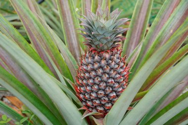 Ağaçtaki genç ananasa yaklaş.