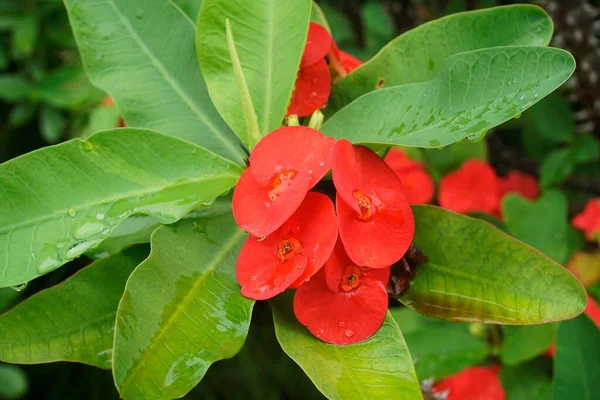 Красный Кактус Цветы Листьями — стоковое фото