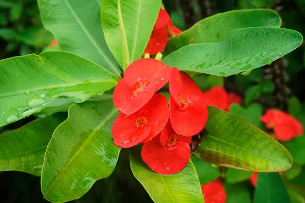 Flores Cacto Vermelho Com Folhas — Fotografia de Stock