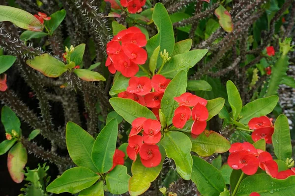 Flores Cacto Vermelho Com Folhas — Fotografia de Stock